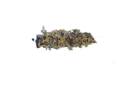 Hammered Shield Lichen